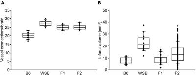 A Neuroprotective Locus Modulates Ischemic Stroke Infarction Independent of Collateral Vessel Anatomy